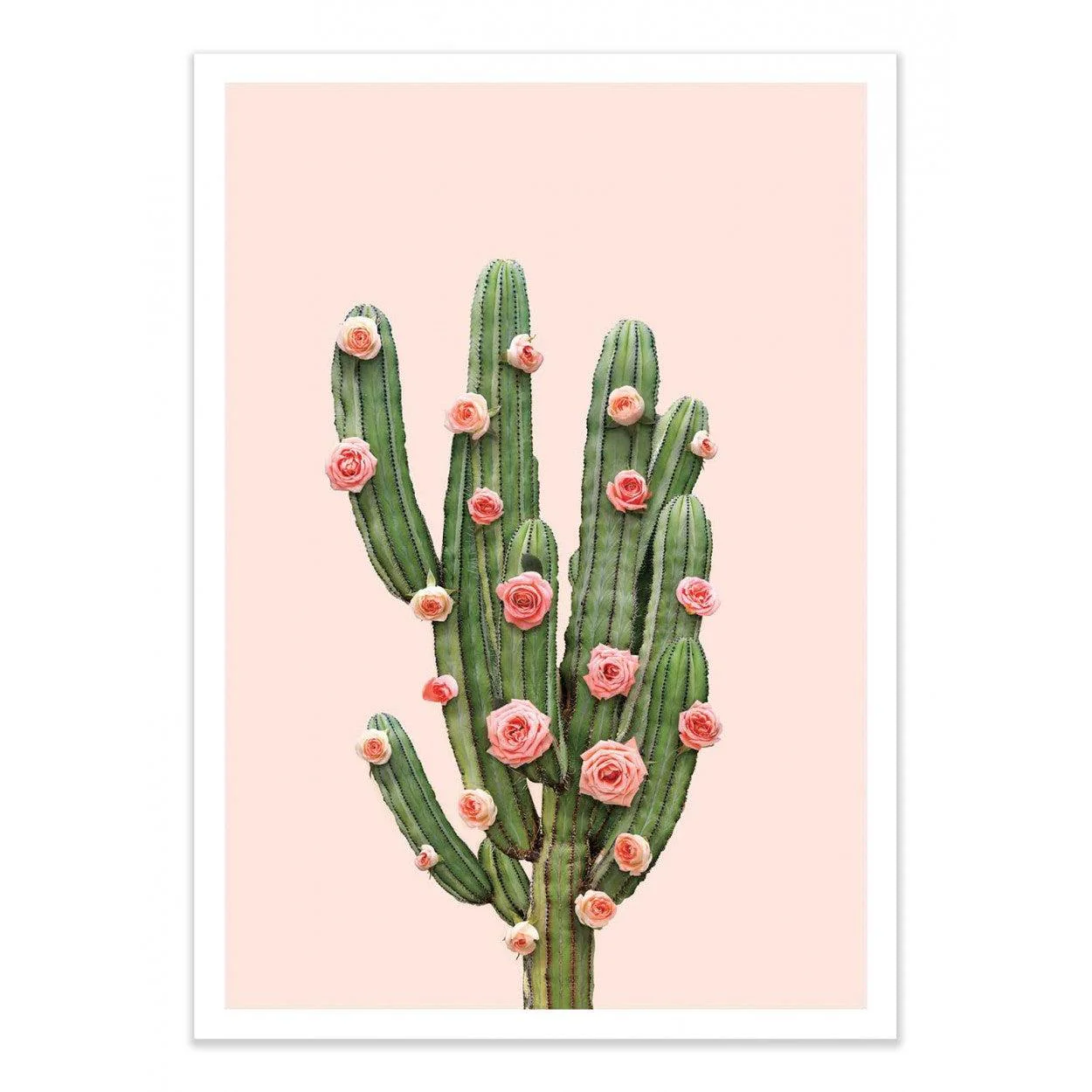 Art-Poster - Cactus and Roses - Paul Fuentes