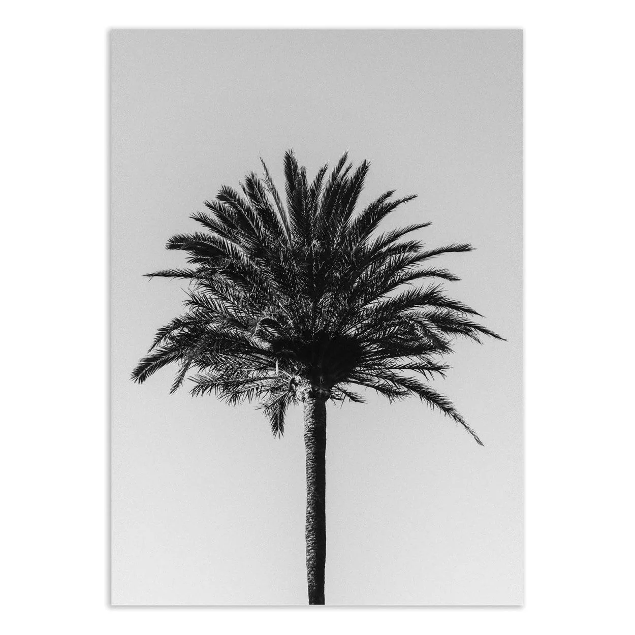 Art-Poster - Palm_003 - Pictufy Studio III