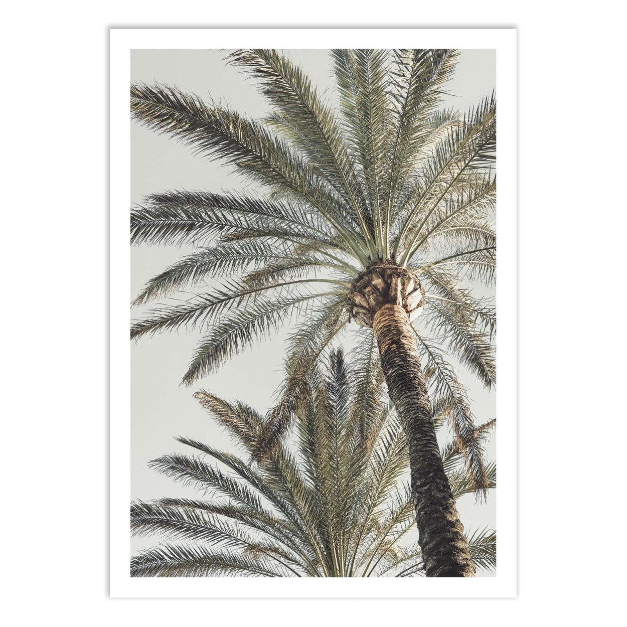 Art-Poster - Palm_005 - Pictufy Studio III