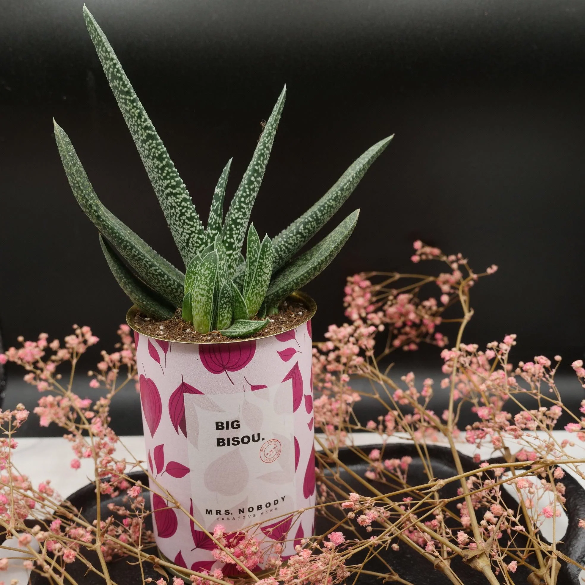 Cactus à message 🌵❤️ - Image 12