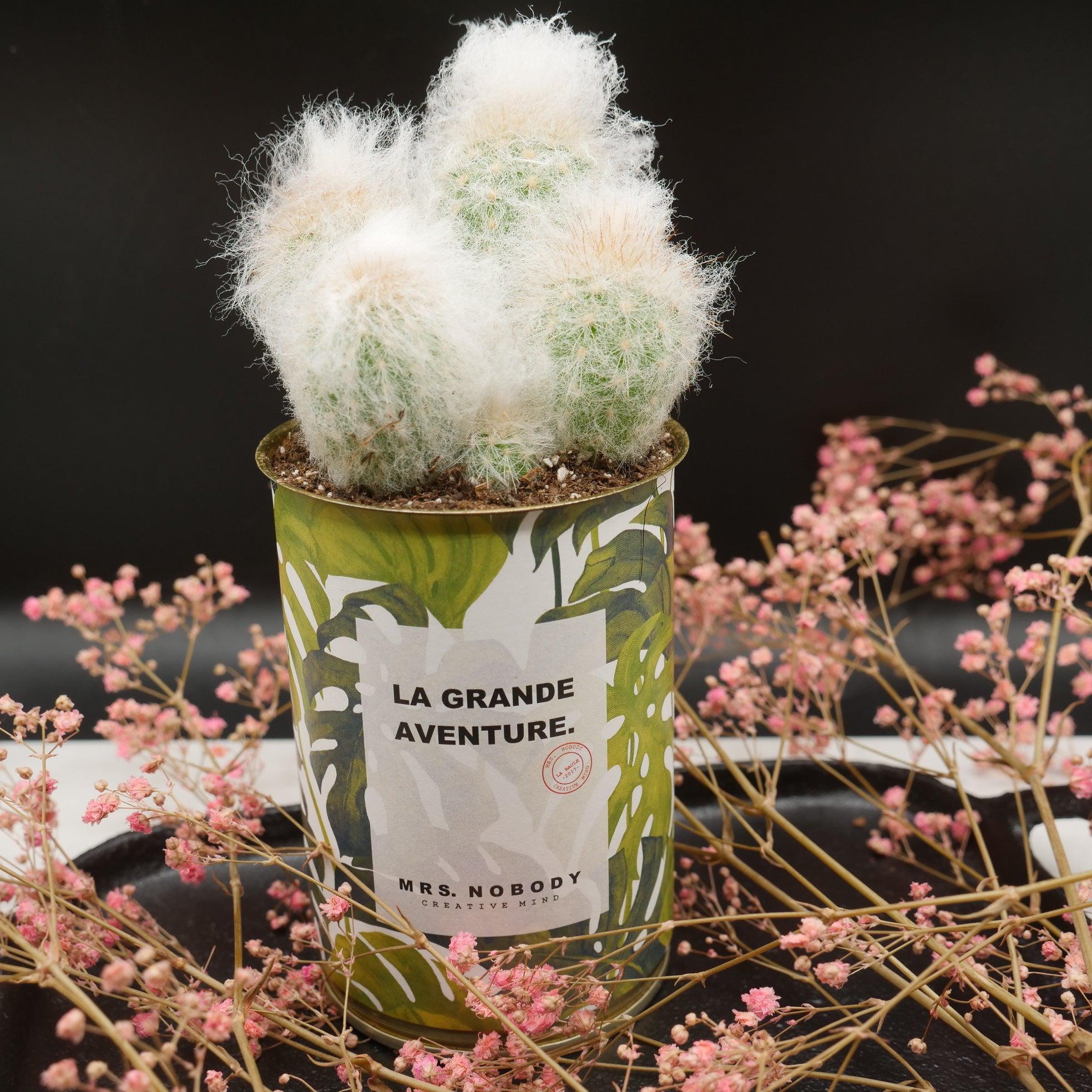 Cactus à message 🌵❤️ - Image 13