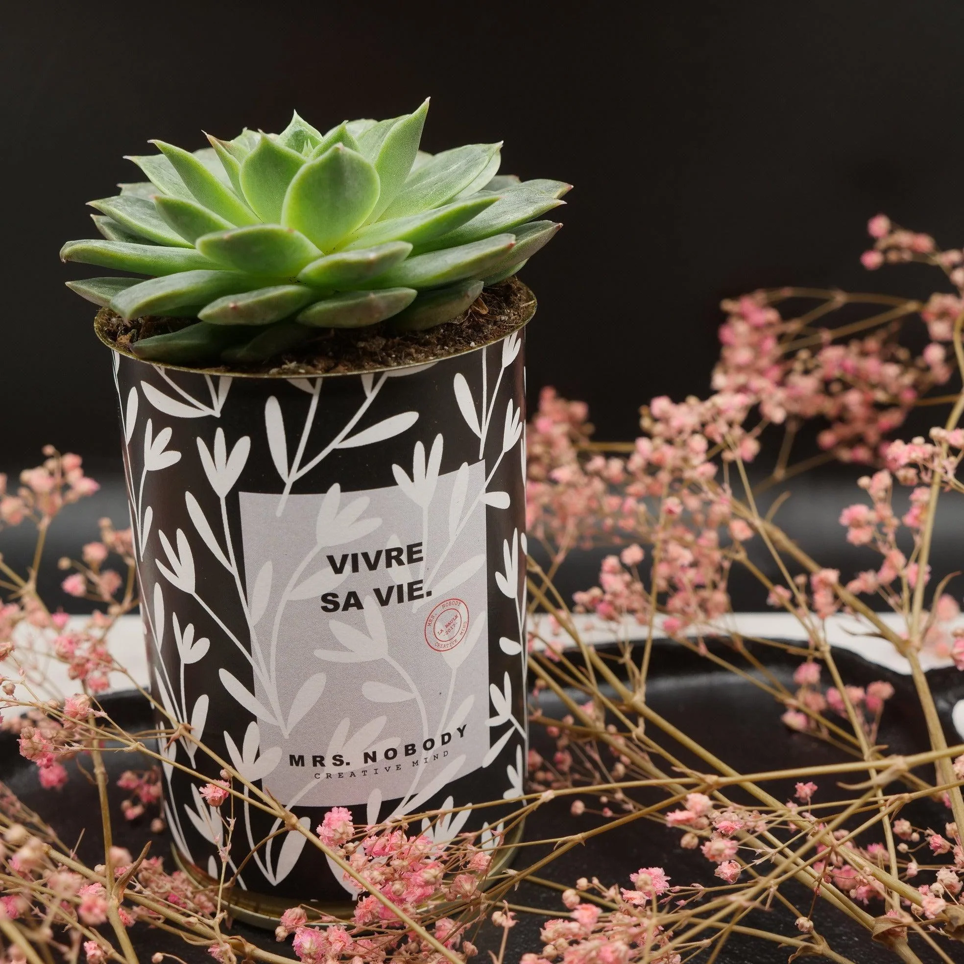 Cactus à message 🌵❤️ - Image 14