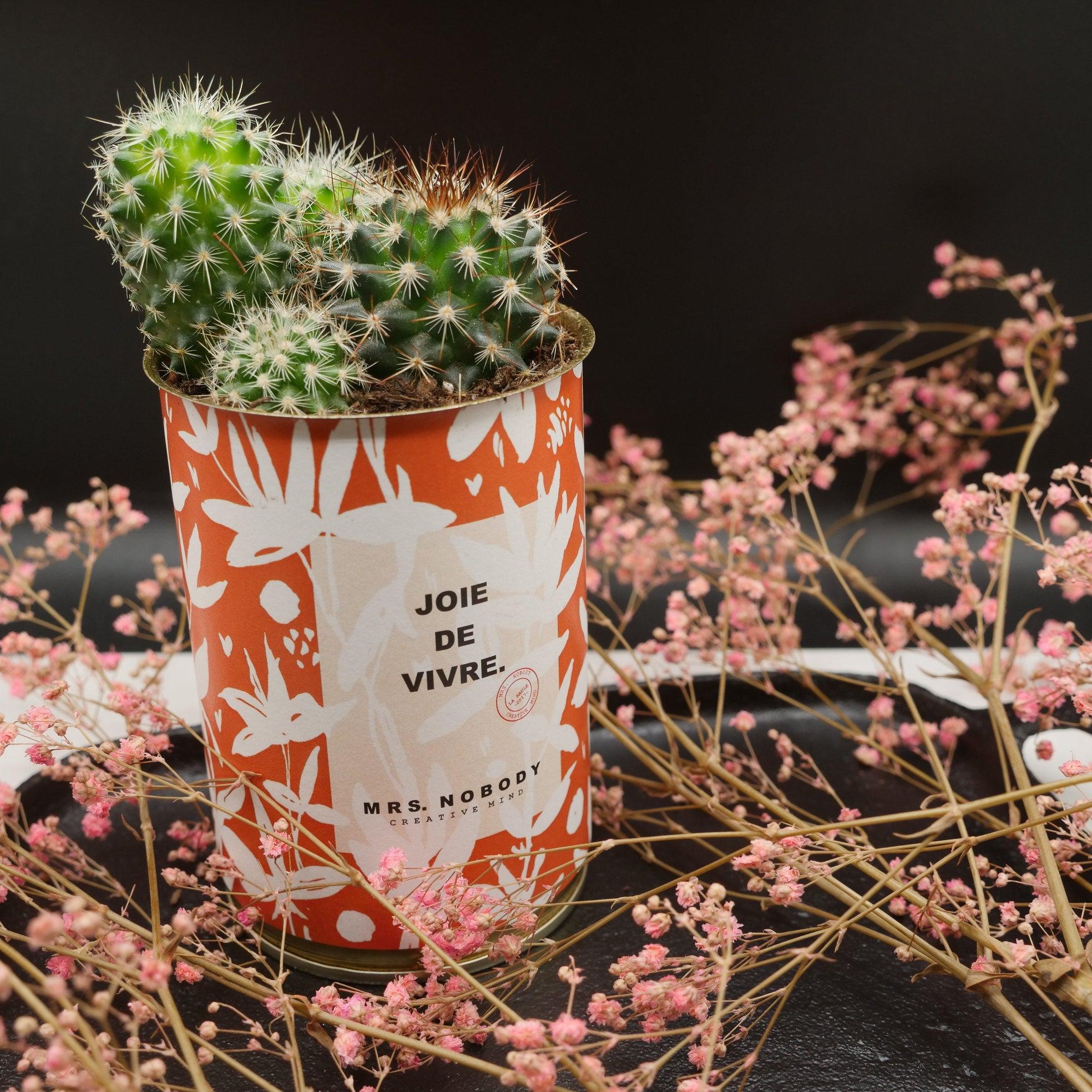 Cactus à message 🌵❤️ - Image 16