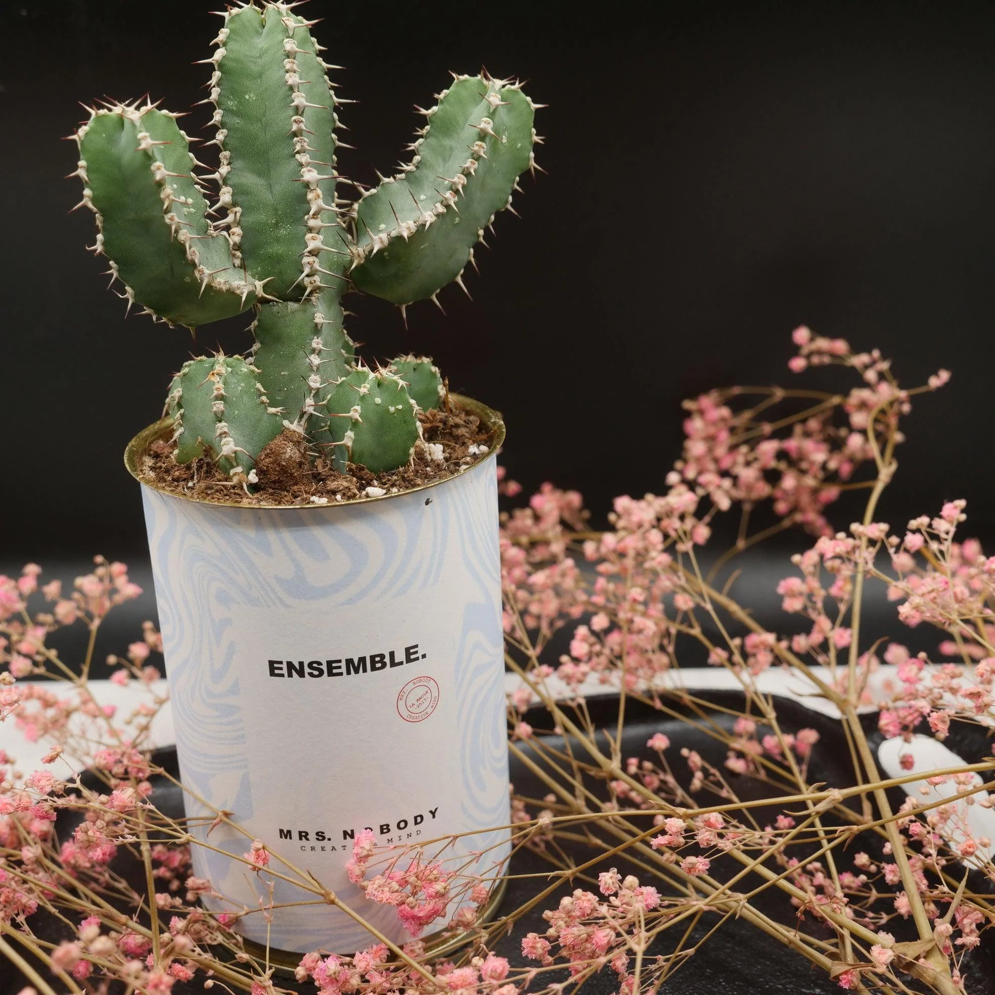 Cactus à message 🌵❤️ - Image 19