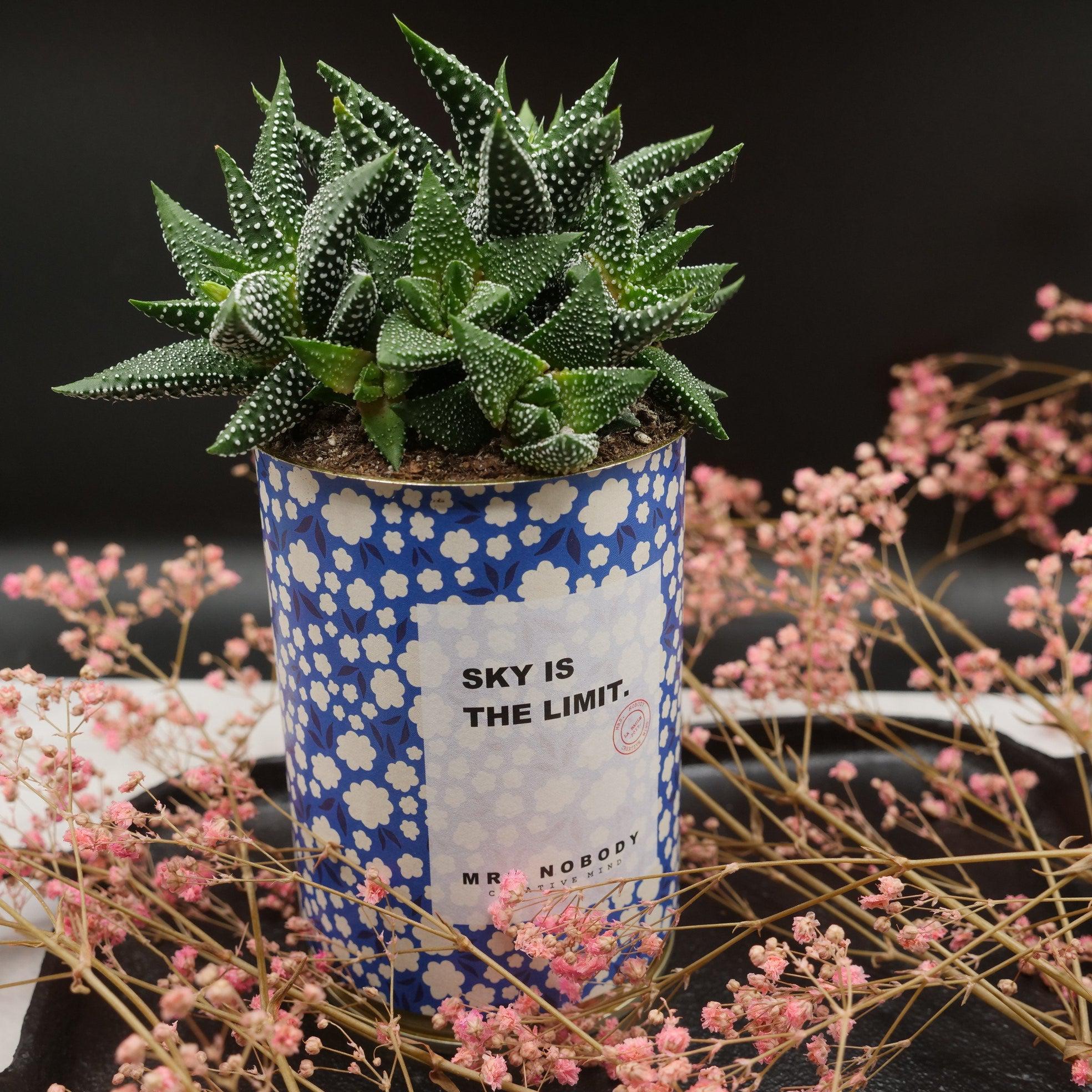 Cactus à message 🌵❤️ - Image 20