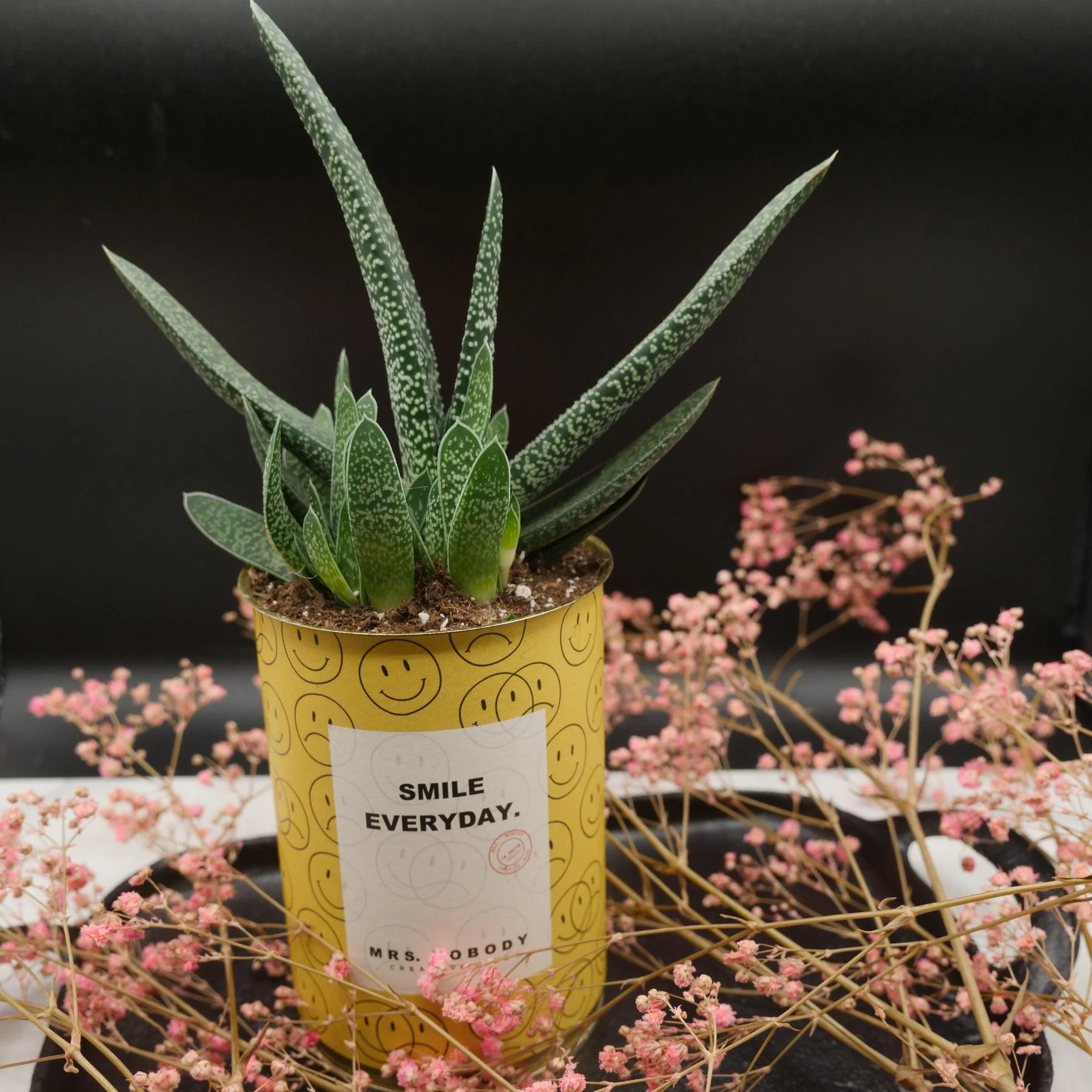 Cactus à message 🌵❤️ - Image 22