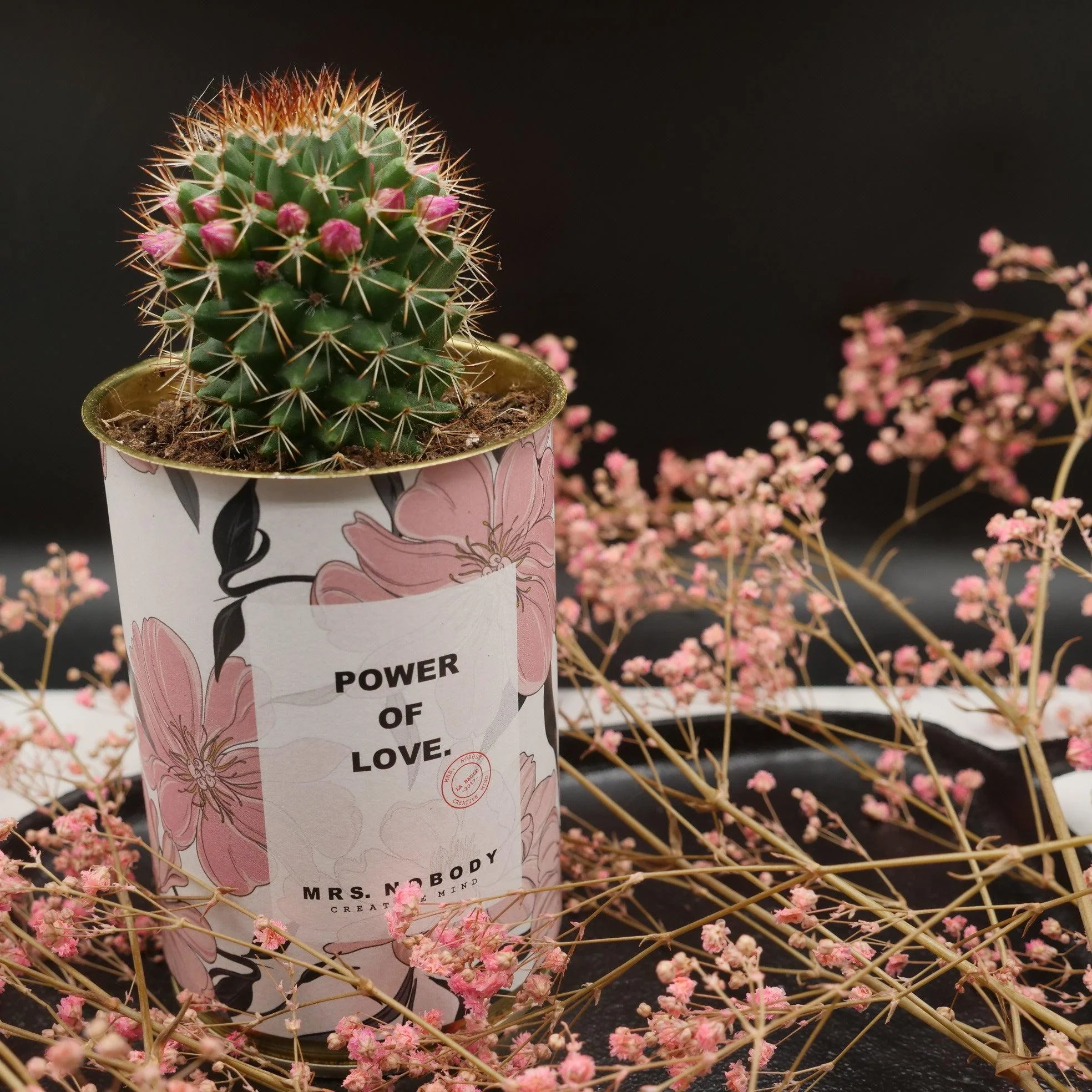 Cactus à message 🌵❤️ - Image 24