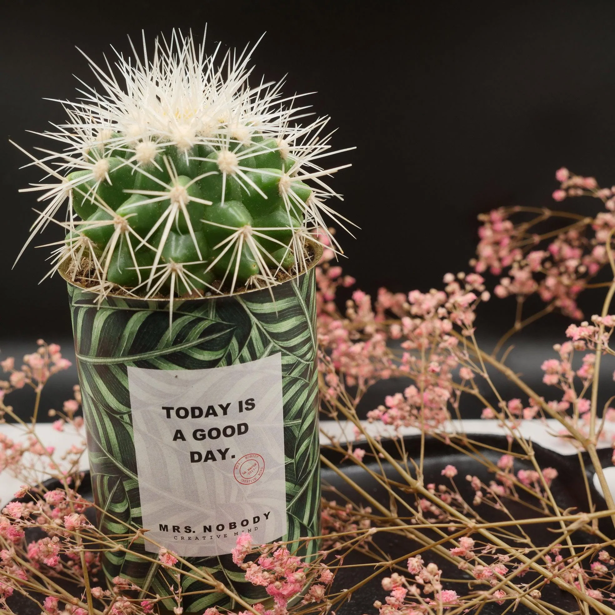 Cactus à message 🌵❤️ - Image 25