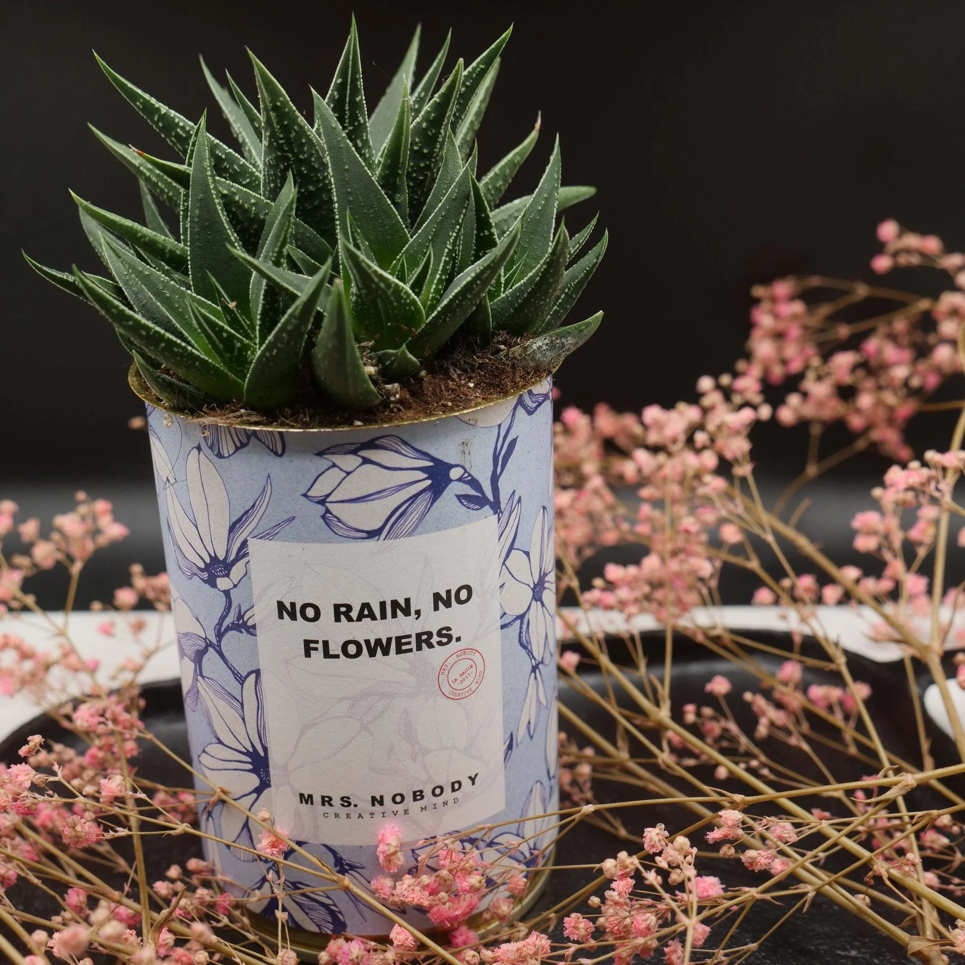 Cactus à message 🌵❤️ - Image 26