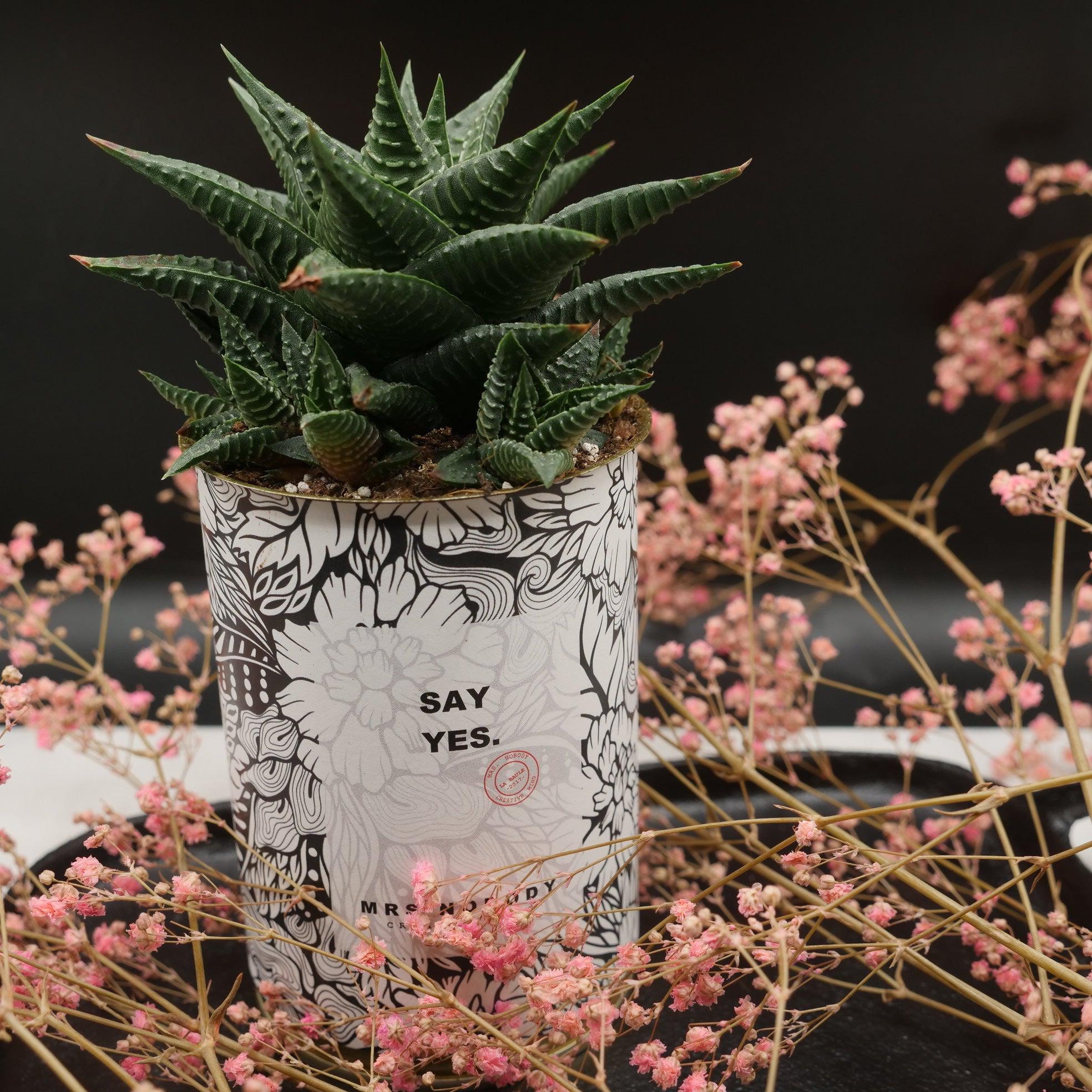 Cactus à message 🌵❤️ - Image 27