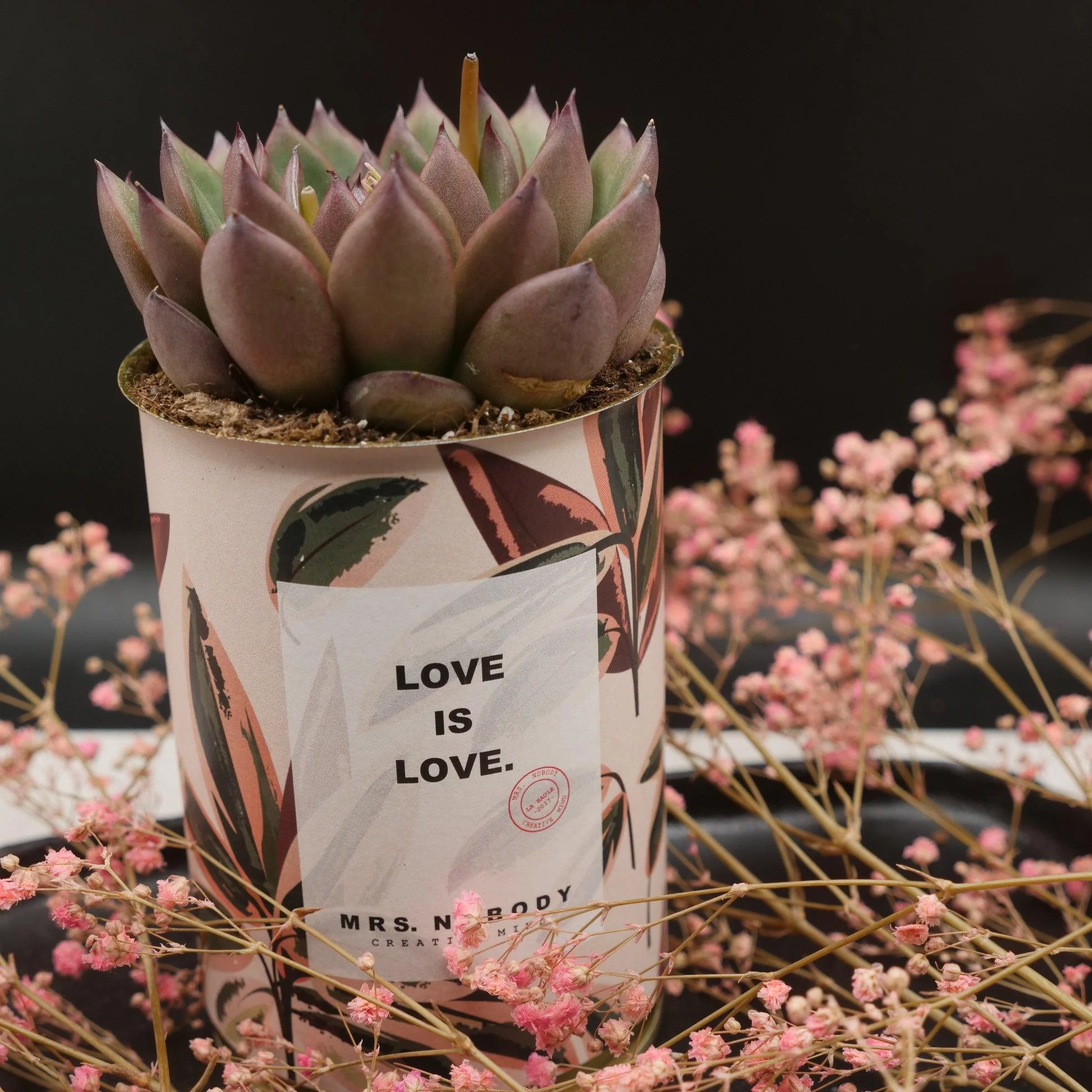 Cactus à message 🌵❤️ - Image 28