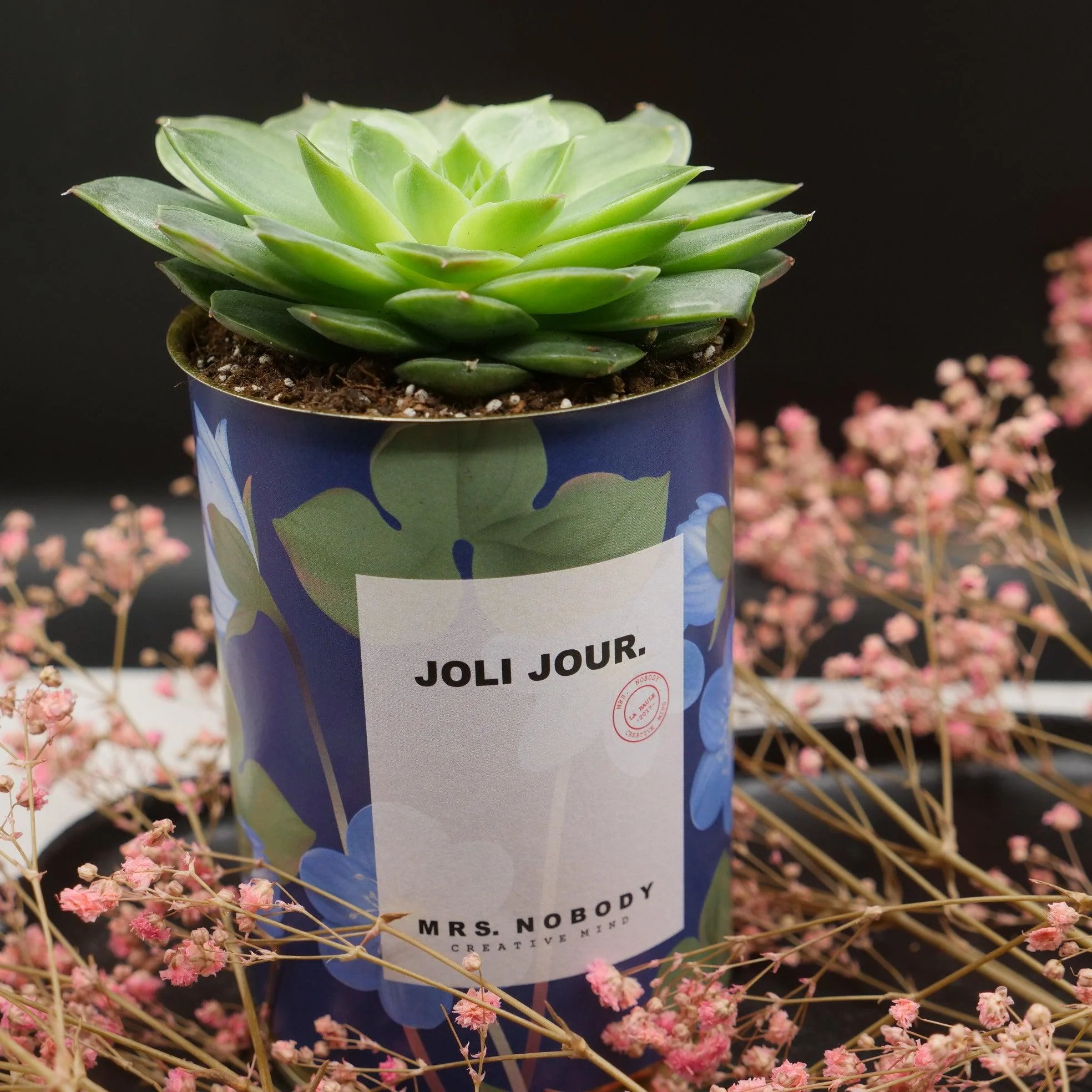 Cactus à message 🌵❤️ - Image 29