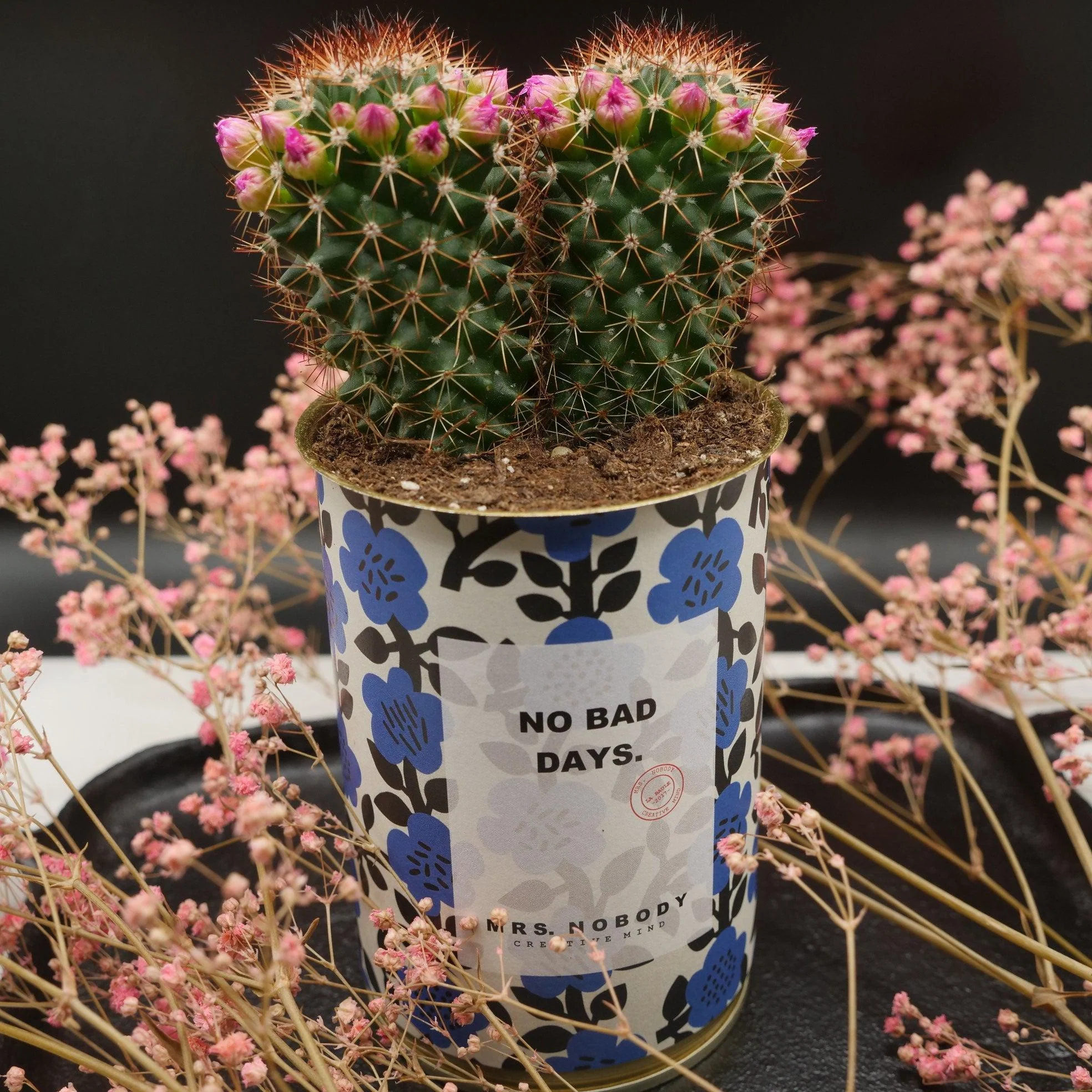 Cactus à message 🌵❤️ - Image 3