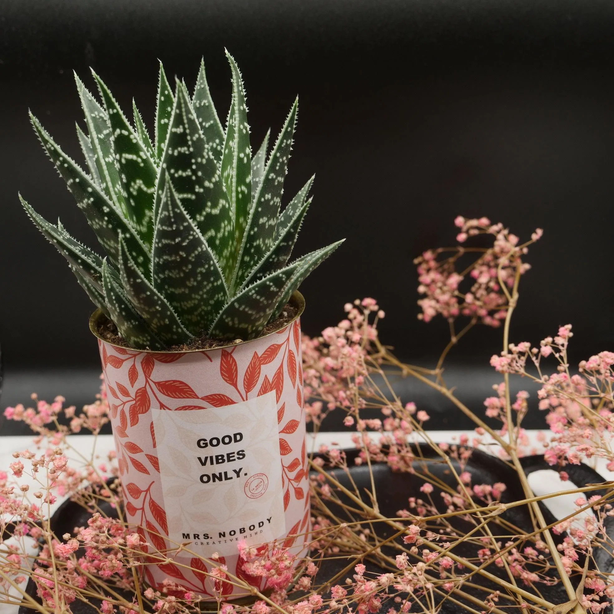 Cactus à message 🌵❤️ - Image 30