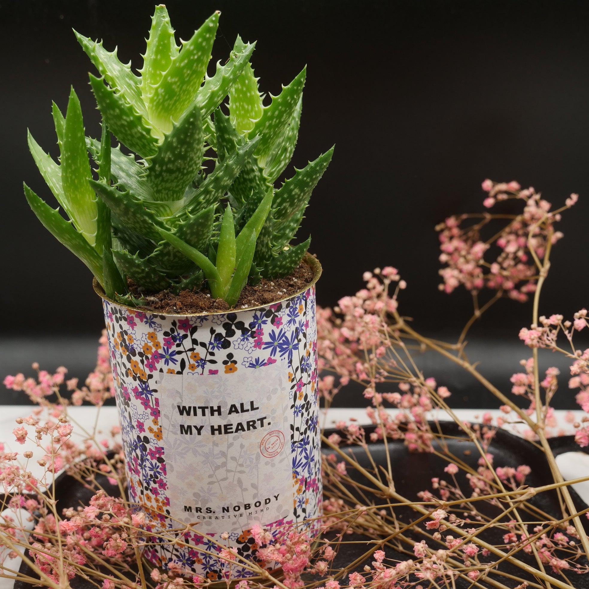 Cactus à message 🌵❤️ - Image 32