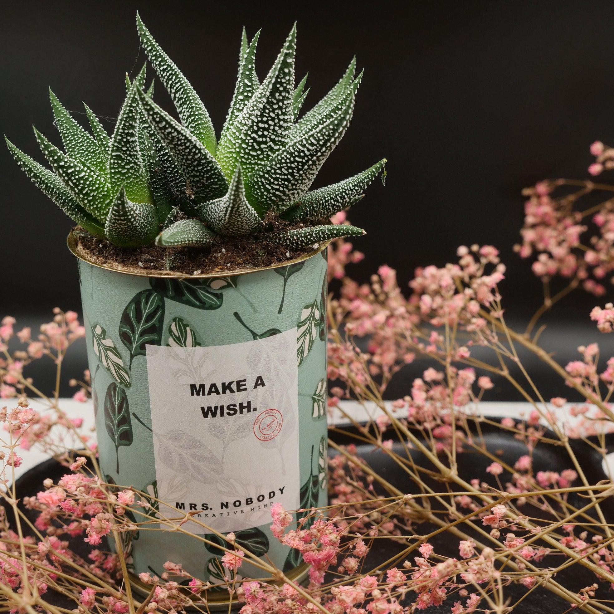 Cactus à message 🌵❤️ - Image 33