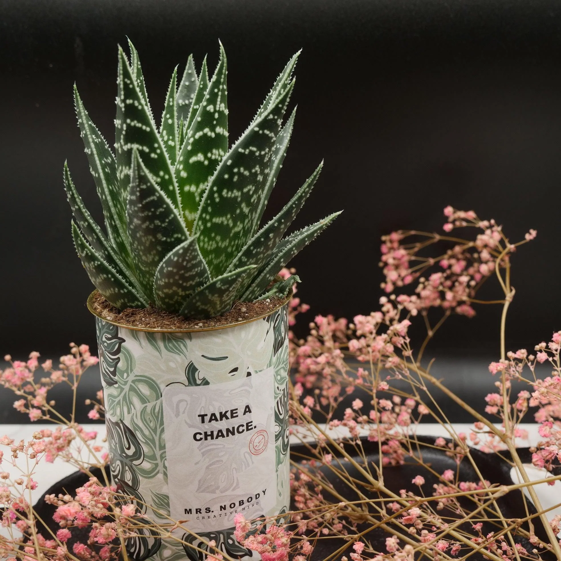 Cactus à message 🌵❤️ - Image 36