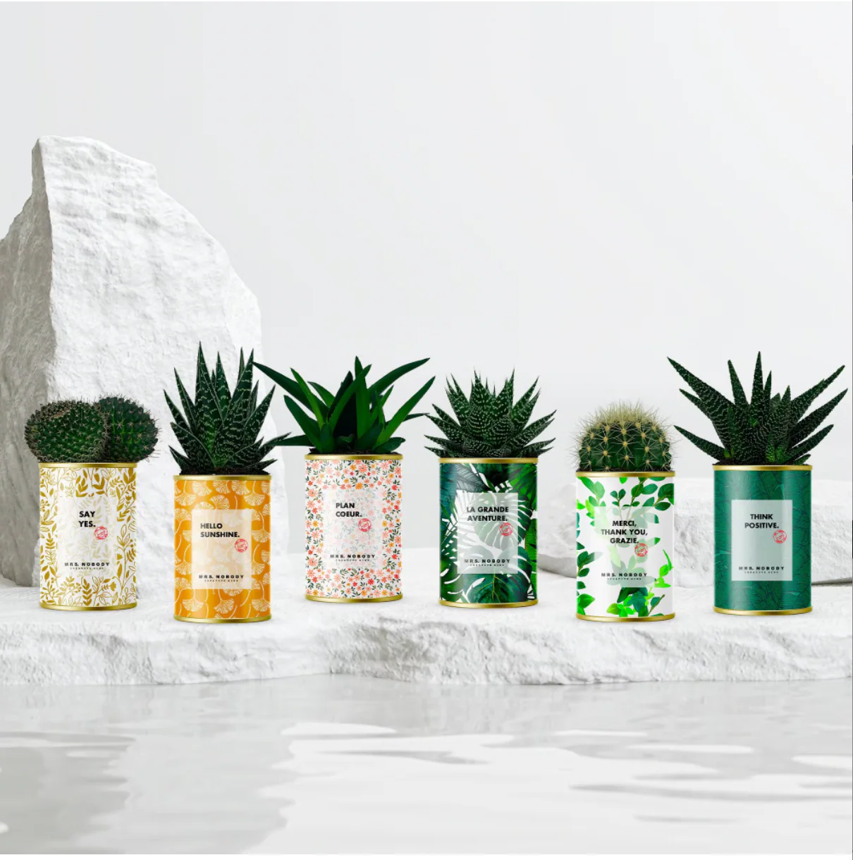 Cactus à message - Nouveaux visuels