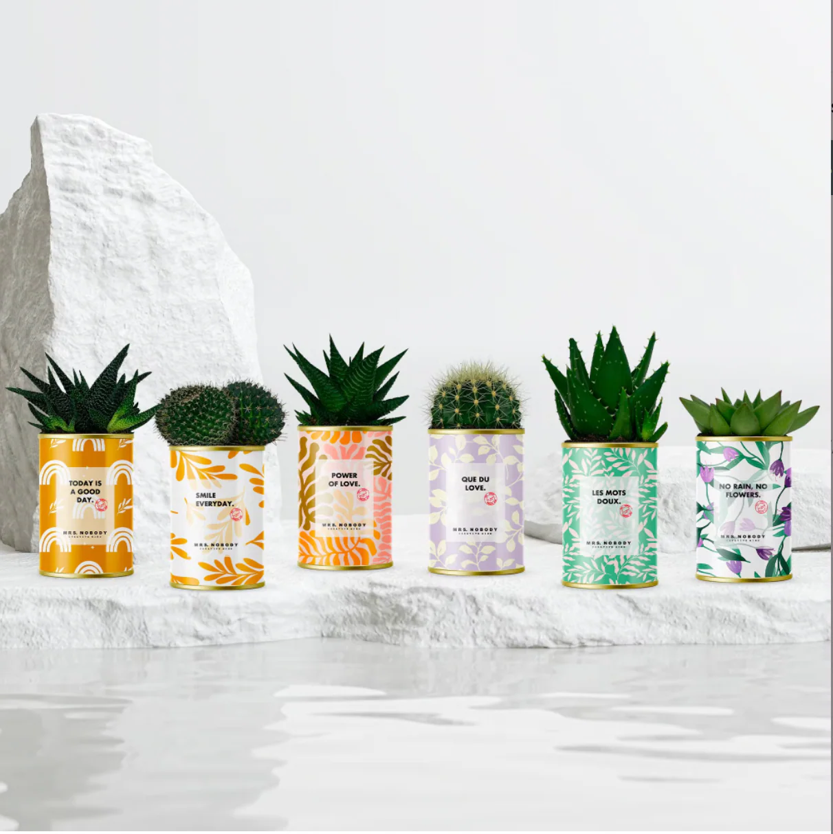 Cactus à message - Nouveaux visuels - Image 2