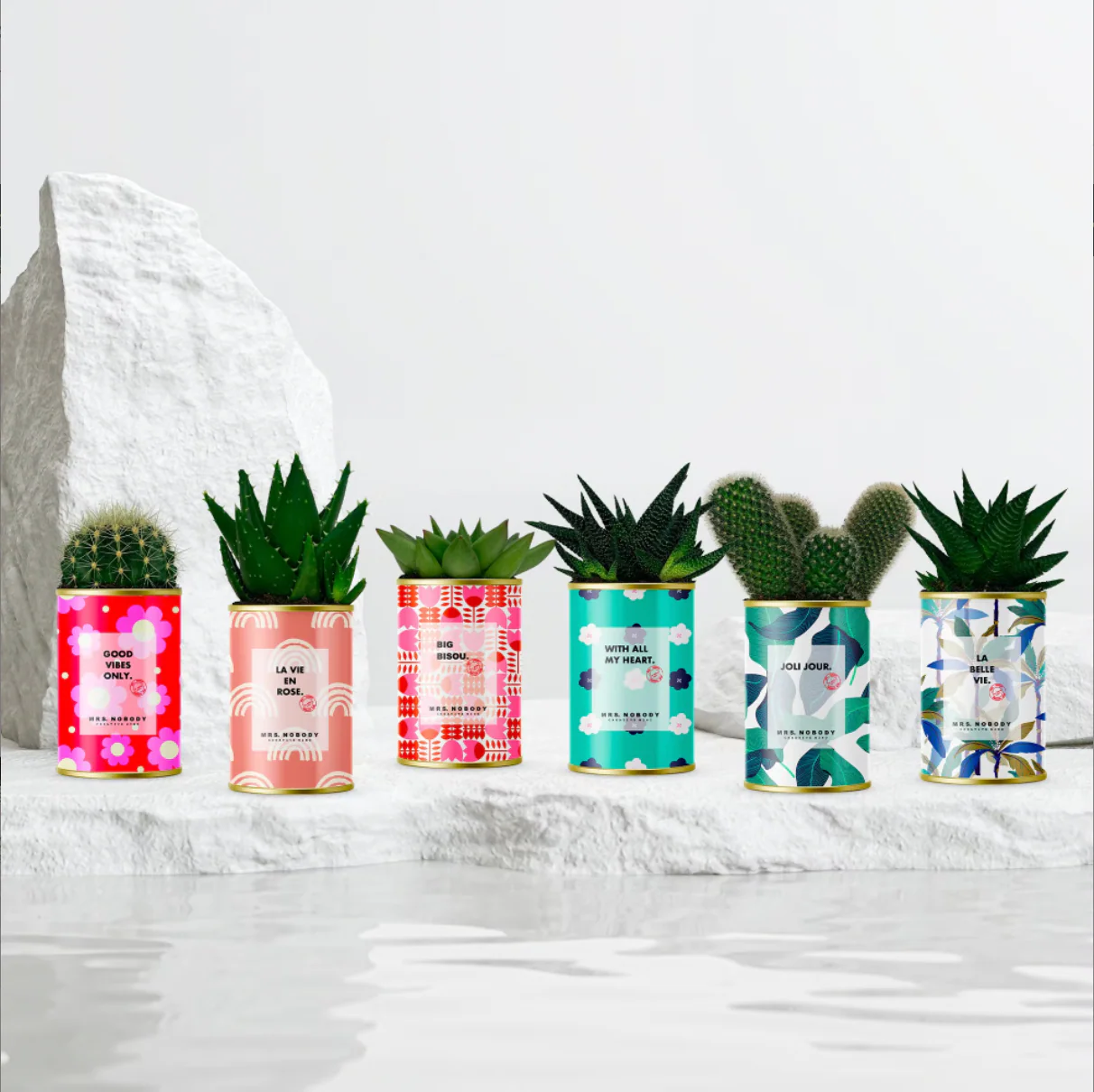 Cactus à message - Nouveaux visuels - Image 3