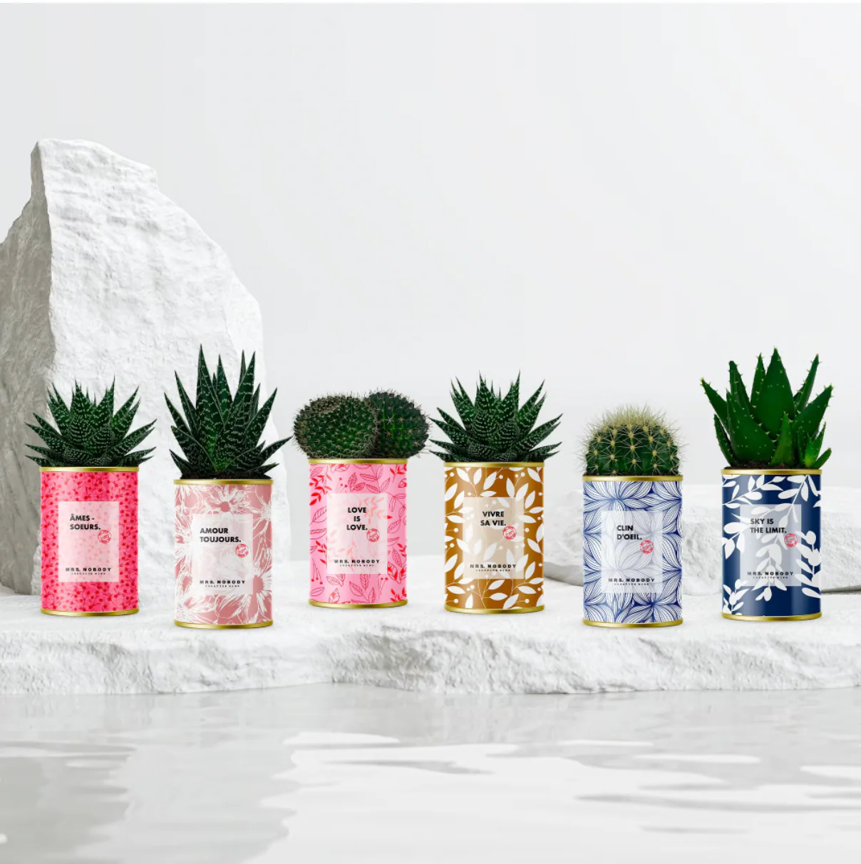 Cactus à message - Nouveaux visuels - Image 6