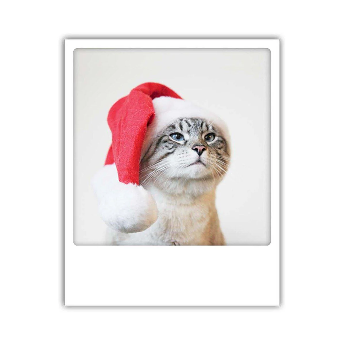 Christmas cat