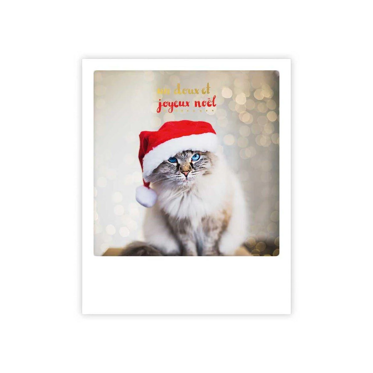 doux noël chat