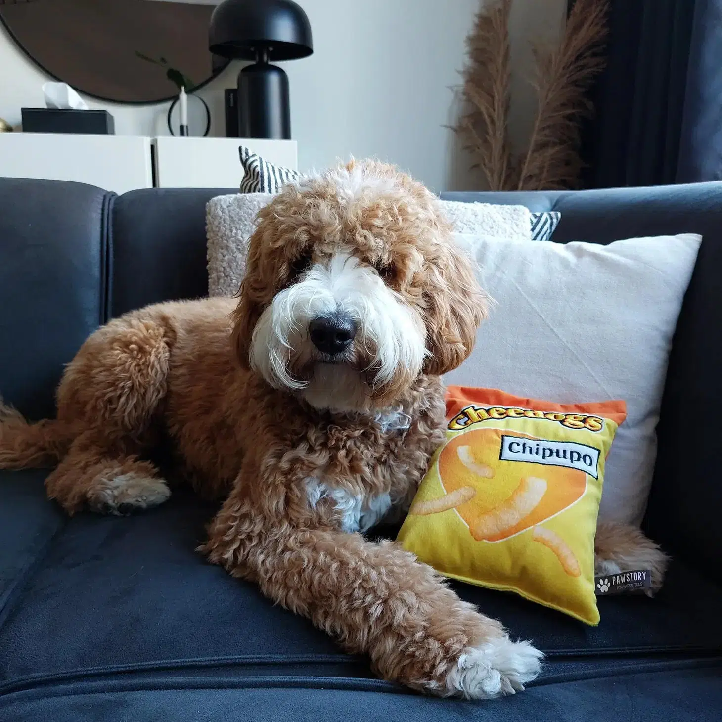 Jouet pour chien - Cheedogs - Image 2