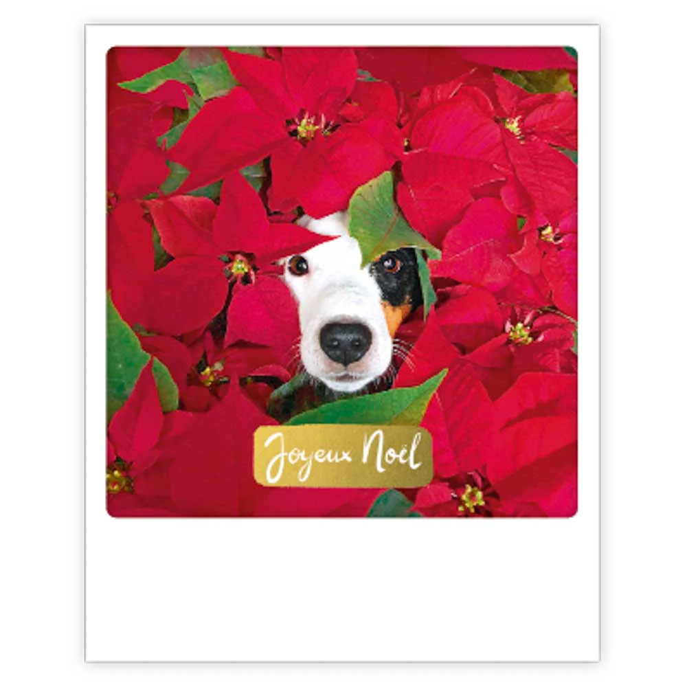 joyeux noël rouge chien