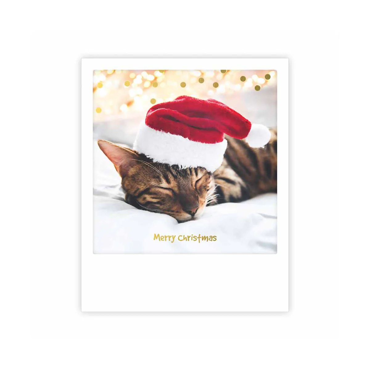 merry christmas cat