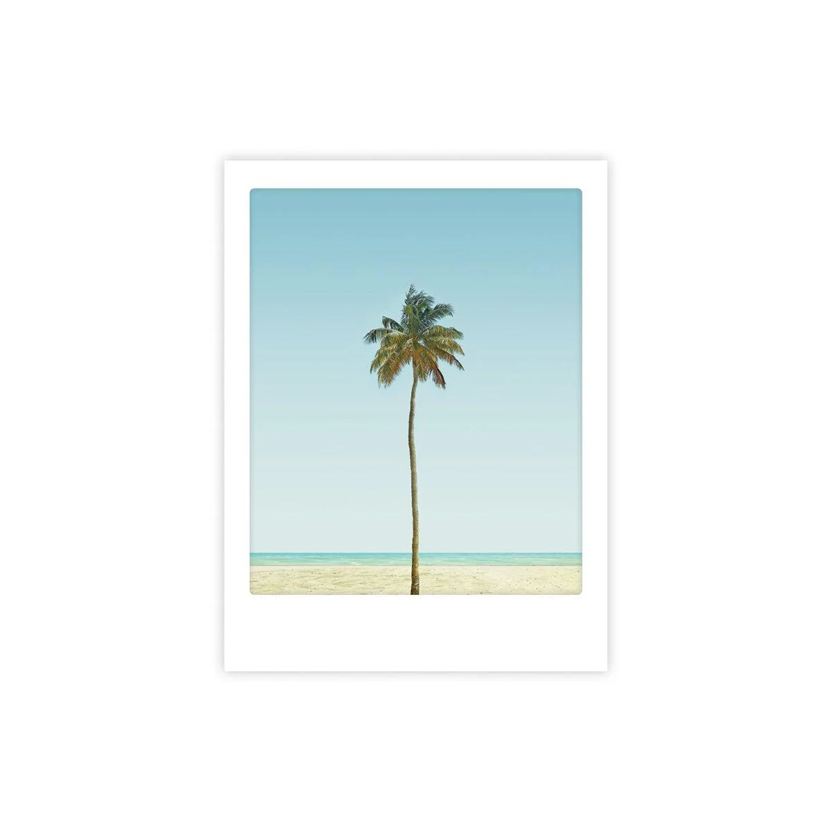 palm tree affiche