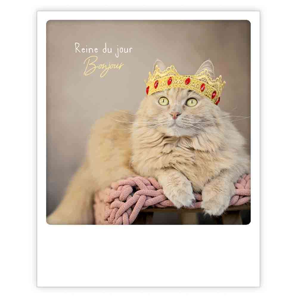 reine de jour bonjour cat